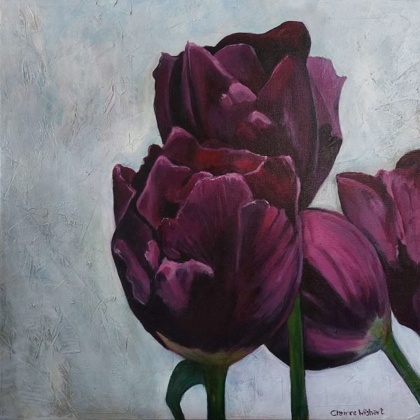 Tulip Supreme